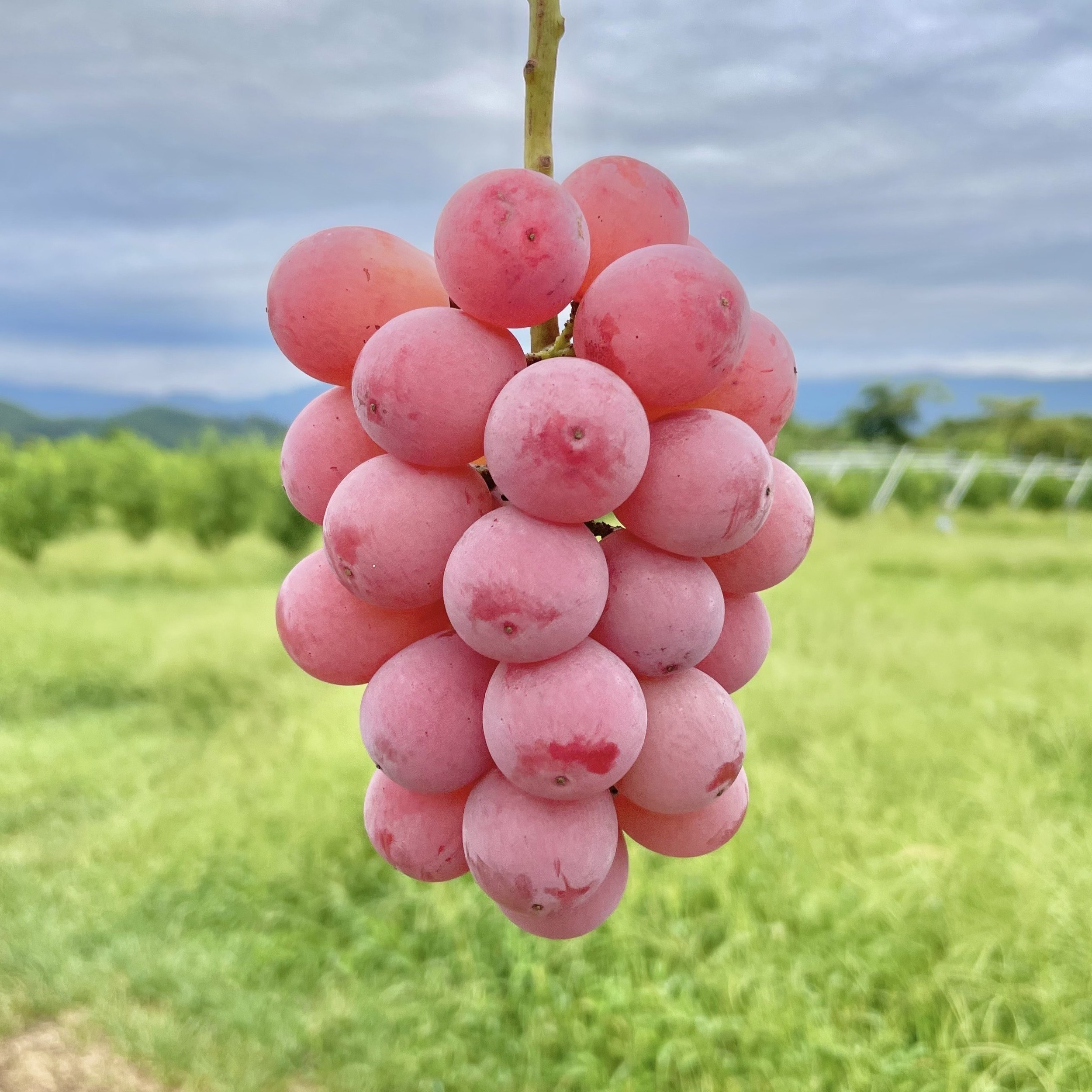 ぶどう クイーンニーナ