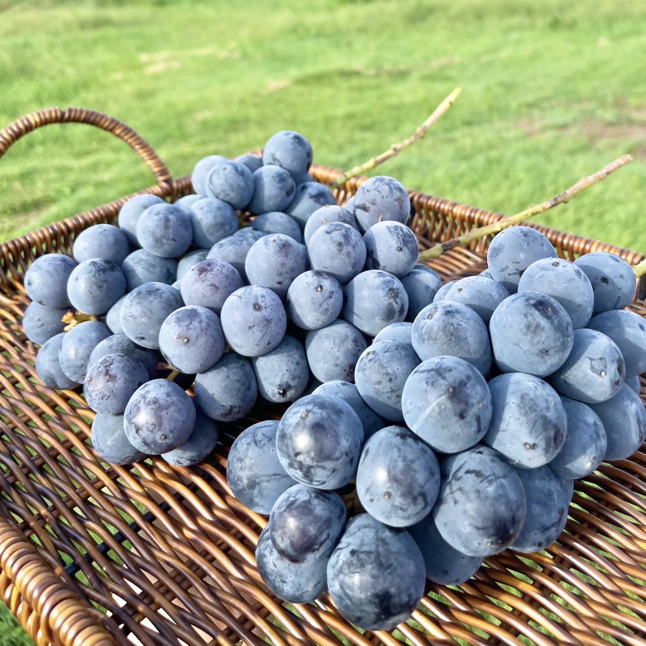 ぶどう グロースクローネ