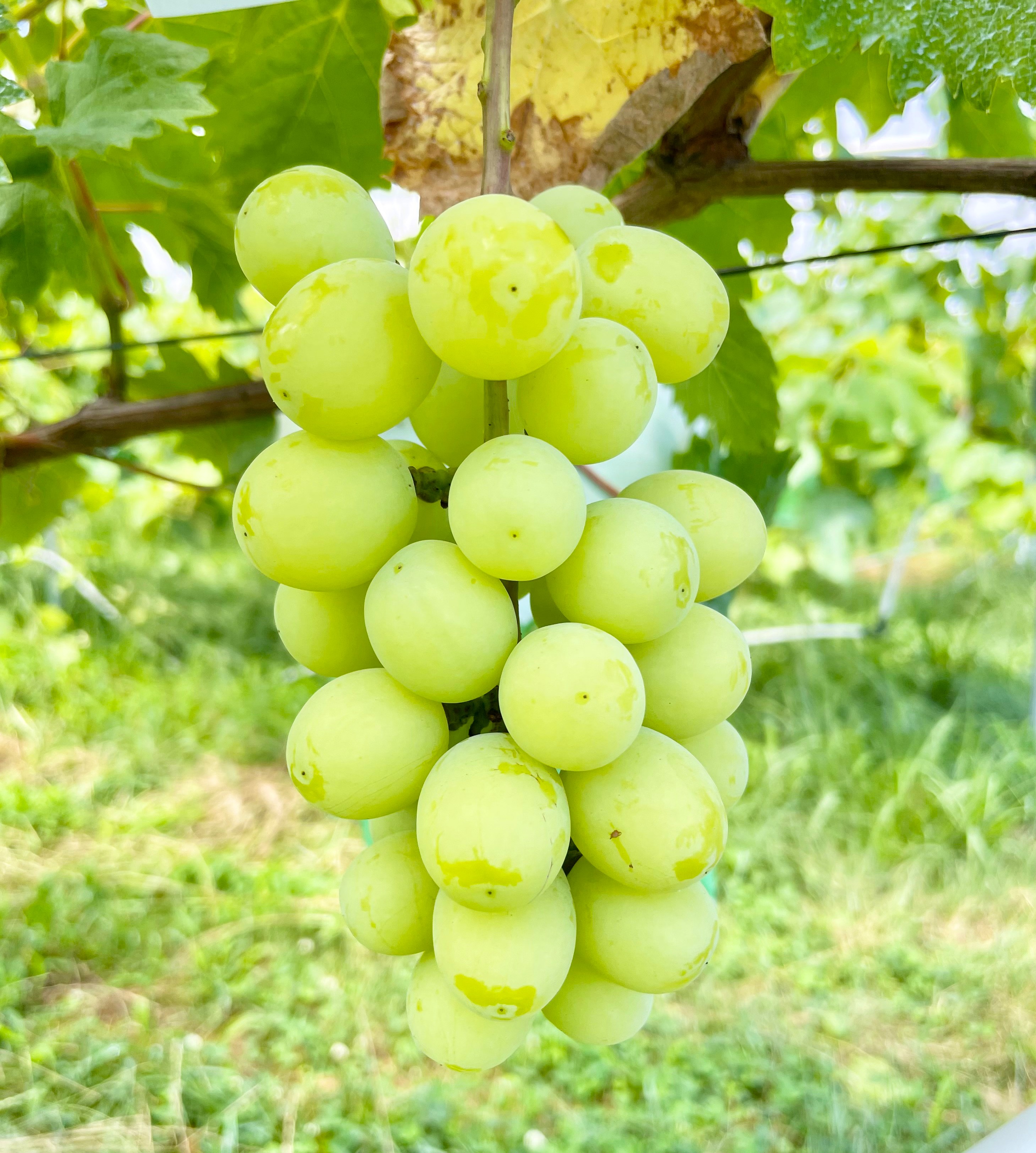 ぶどう シャインマスカット